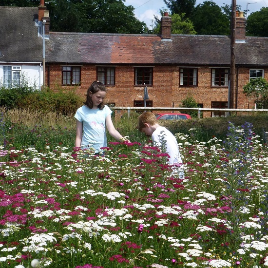 Swan Croft meadow